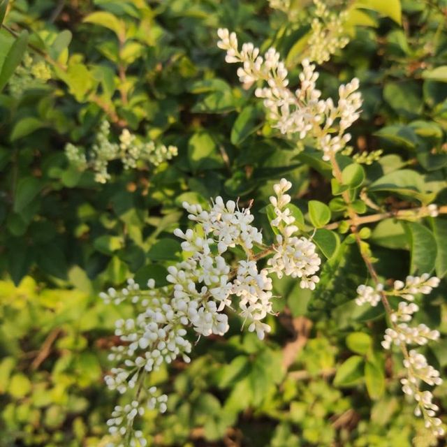 市區中的小花園