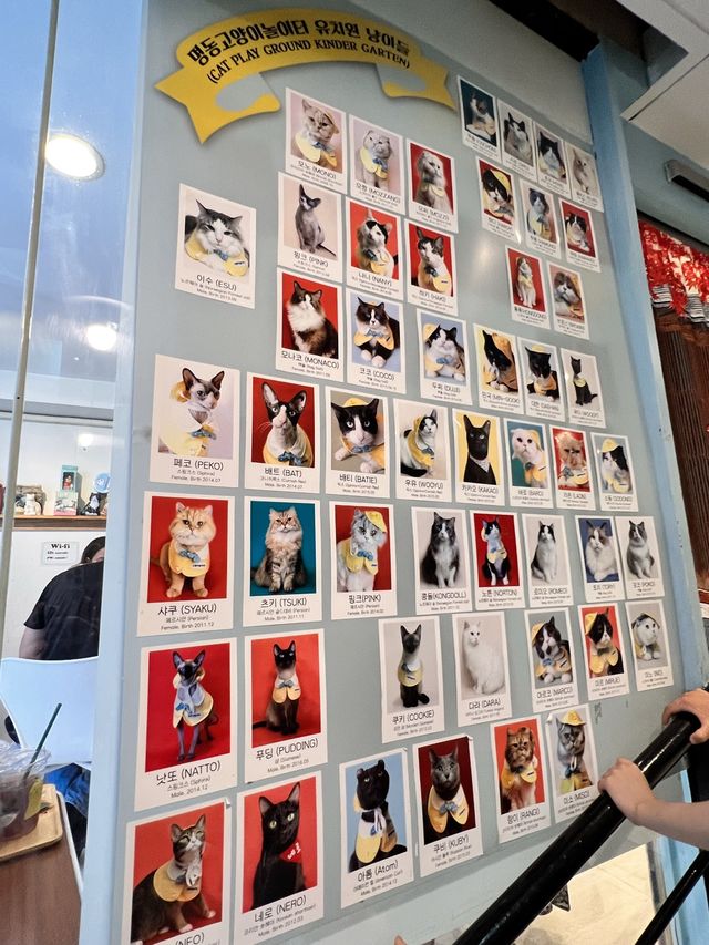〖 韓国・明洞〗明洞の猫カフェが復活‼︎🐈　時間無制限でゆっくり過ごせます🙌🏻
