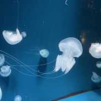 Jakarta Aquarium