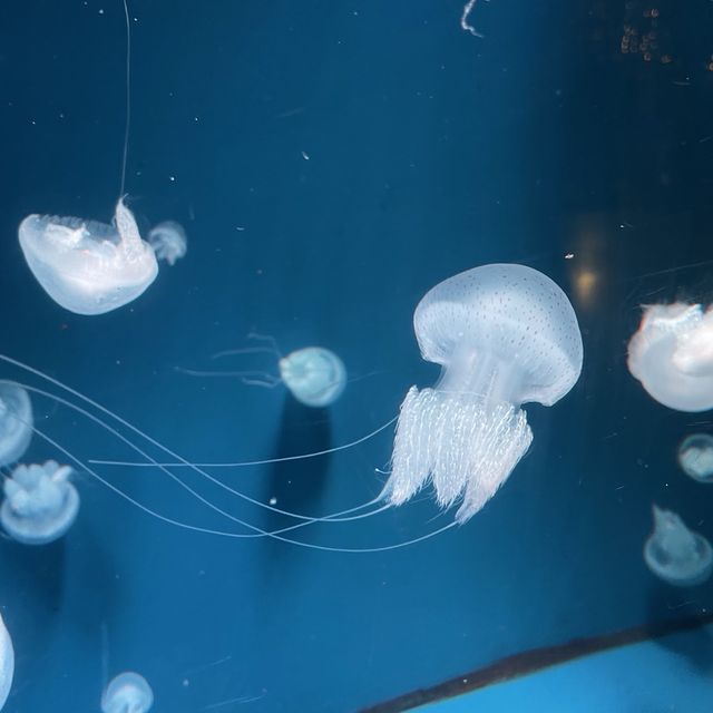 Jakarta Aquarium