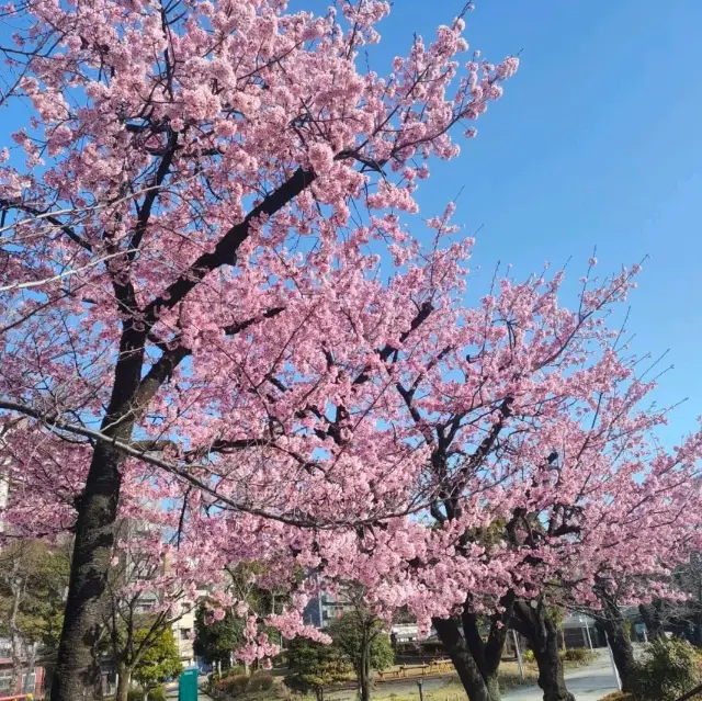 隅田公園淺草側，東京知名的賞櫻景點，能觀賞晴空塔及彩虹大橋百變夜景。