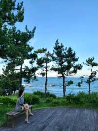 소나무와 바다가 아름답게 조화로운 울산 송정공원🌲