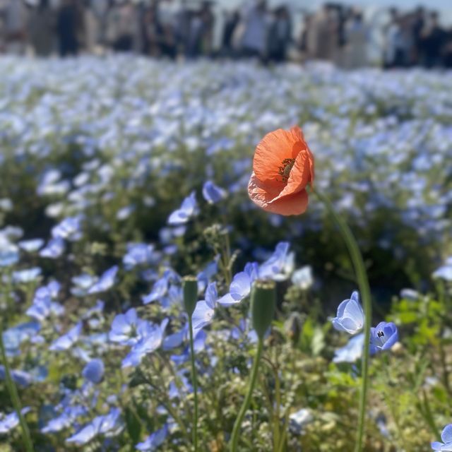【大阪観光】ネモフィラ祭り🦋🌧