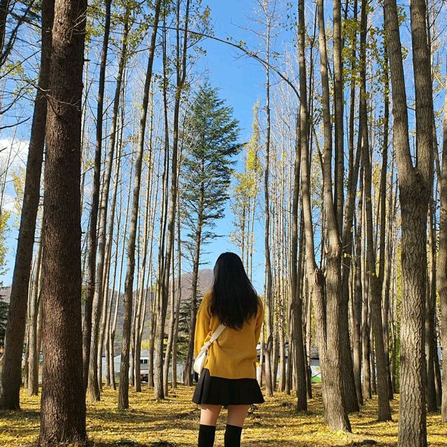 도리마을, 경주 은행나무숲🍂
