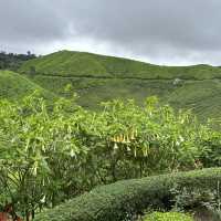 Cold Serene Cameron Highlands