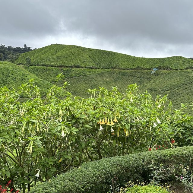 Cold Serene Cameron Highlands