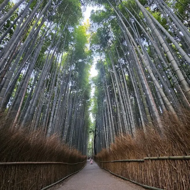MUST do in Kyoto - Arashiyama 🎋Groove