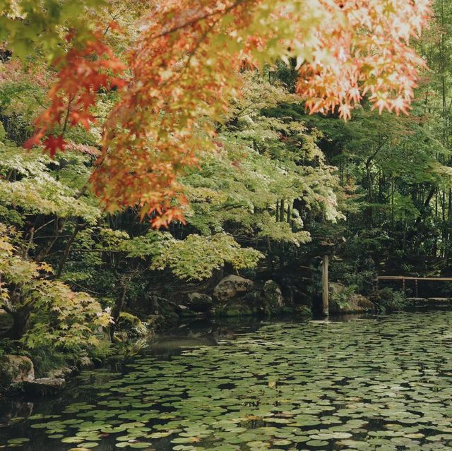 天授庵庭園～靜謐與自然🍵🌸🏯