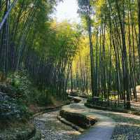 翠竹公園 🎋🌲綠意盎然 🚶🌿