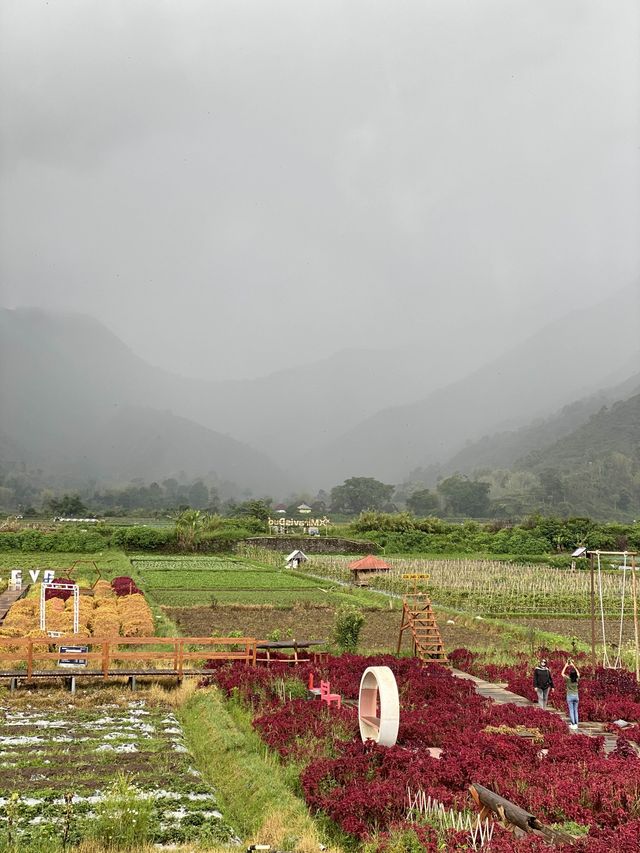 Kedai Sawah Sembalun