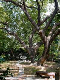 🌳🍵TOKIZEN Farm & Cafe คาเฟ่ร่มรื่นย่านบางขุนนนท์
