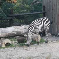 Zoo And Garden as one at Karlsruhe 