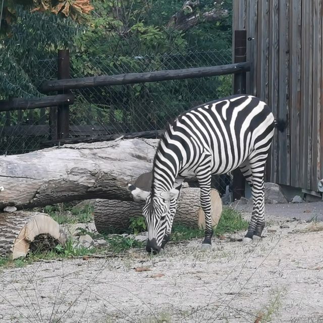 Zoo And Garden as one at Karlsruhe 