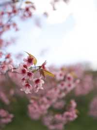 Wild Himalayan Cherry season in Thailand