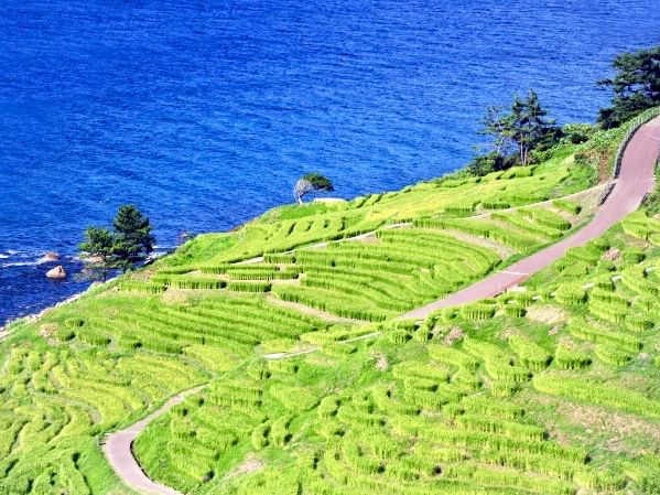 Senmaida Rice Fields