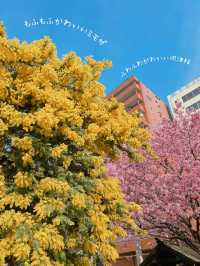 【東京】桜とミモザのコラボ🌸もふもふに癒されたい人集まれー!!