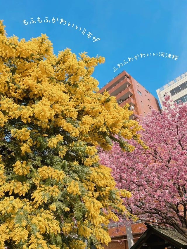 【東京】桜とミモザのコラボ🌸もふもふに癒されたい人集まれー!!
