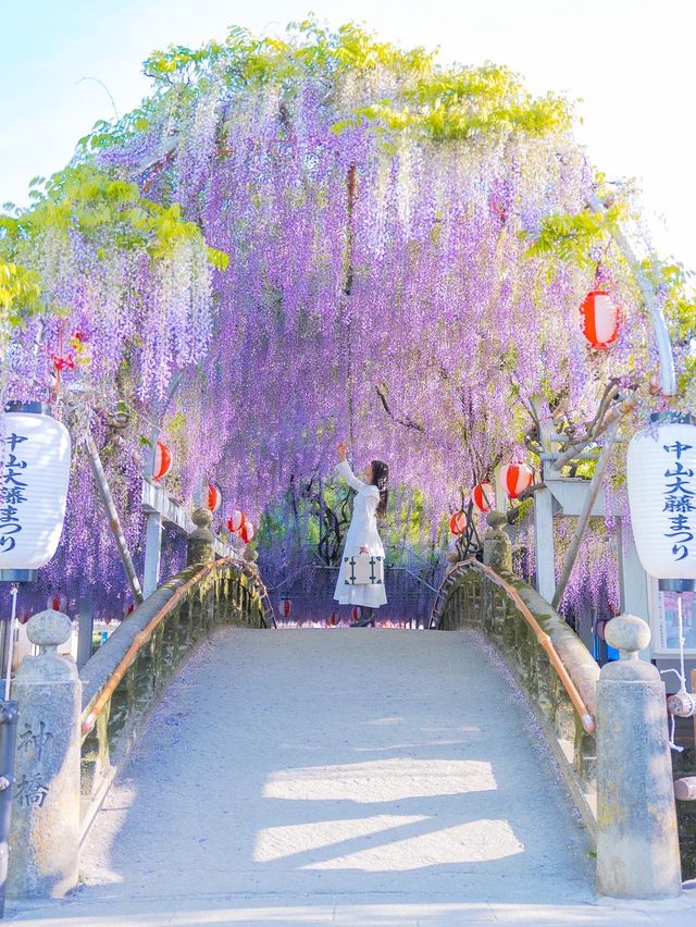 【福岡】幻想的な藤の花を求めて柳川へ