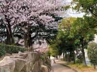 ชมดอกซากุระ ที่สวนสาธารณะเมืองชิริว ไอจิ🌸