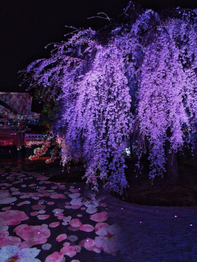 京都×夜桜 7選✨※一夜で回るルートプラン情報付 
