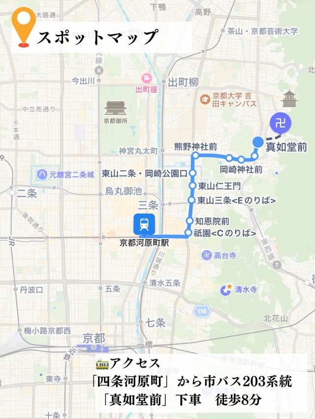 椿だらけのお寺を紹介💡※近隣スポット情報付