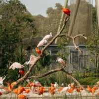 吉隆坡飛禽公園：羽毛艷麗，適合全家一同來