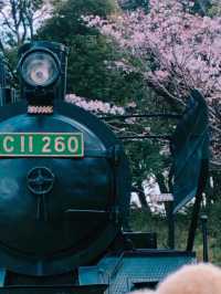 【福岡花見】SLもあって楽しい花見スポット🚂🌸