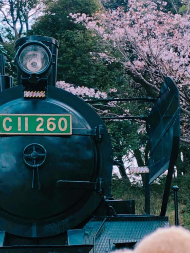 【福岡花見】SLもあって楽しい花見スポット🚂🌸
