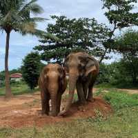 Koh Samui Elephant sanctuary 🐘🇹🇭  