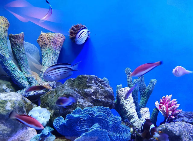 Cebu Ocean Park Cebu Ocean Park