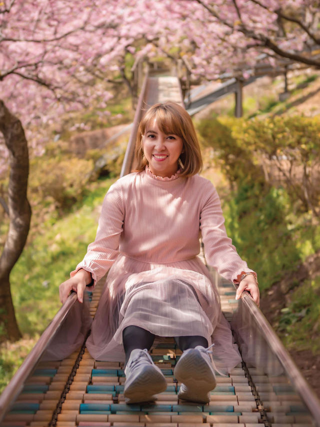 Matsuda Sakura Festival ชมซากุระบานก่อนที่สวยสุด