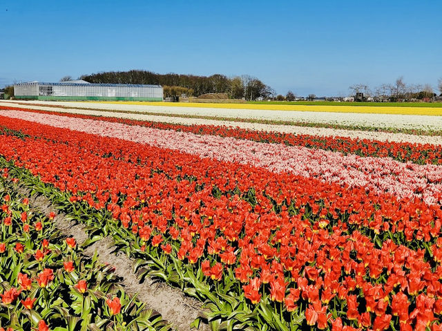 The Tulip Experience Amsterdam