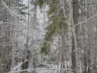 알래스카의 자작나무숲 트래킹을 경험해 보세요! ❄️페어뱅크스❄️