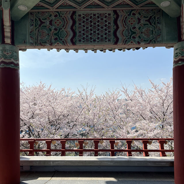 여수 여행 벚꽃명소 액자 포토존 자산정류장 실시간