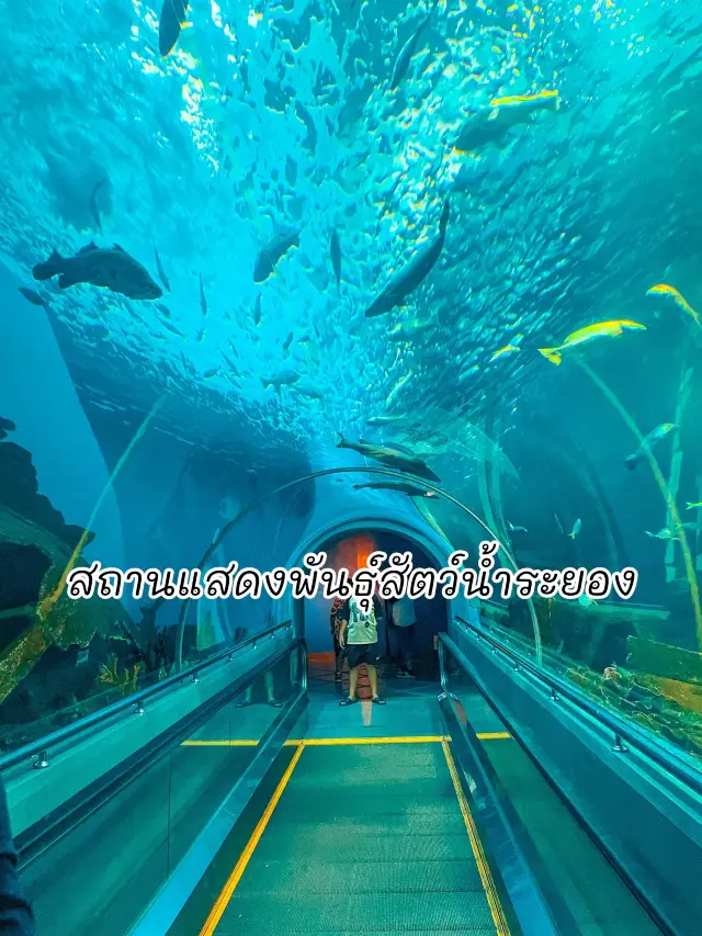 สถานแสดงพันธุ์สัตว์น้ำระยอง