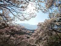【長野】🌸高遠城址公園：春季櫻花盛開，絕美景緻不可錯過