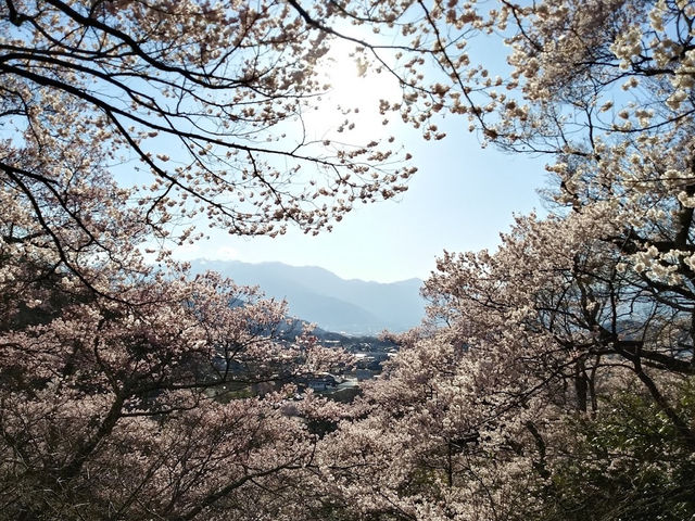 【長野】🌸高遠城址公園：春季櫻花盛開，絕美景緻不可錯過