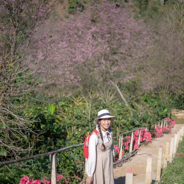 พญาเสือโคร่งบาน ที่ดอยปางขอน💮💮