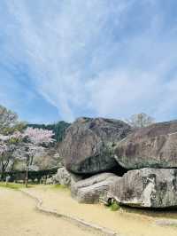 【奈良県】満開の桜と石舞台古墳を堪能！