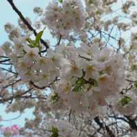 🎏Sakura Iwakura Festival🎏