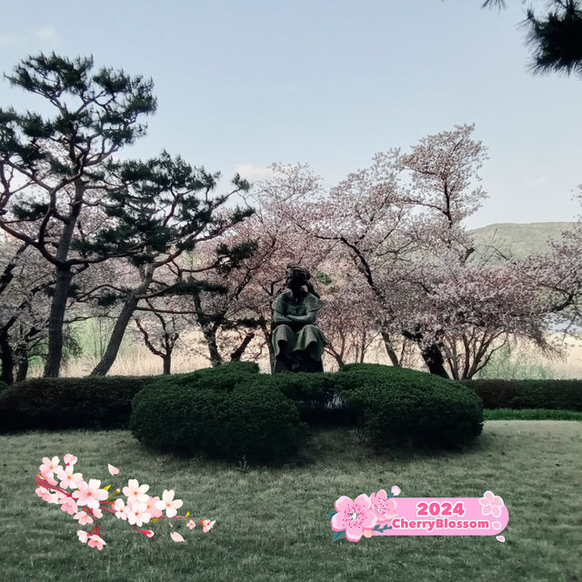 Cherry blossom season in Gyeongju