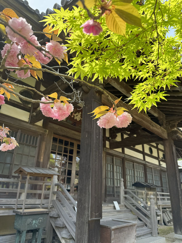 【山口観光】城下町長府の季節を感じられる歴史的寺院