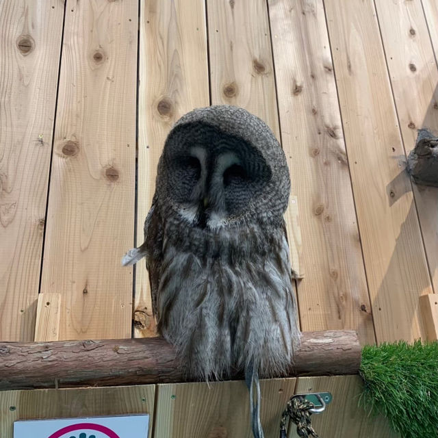 【カピバラ好きには必見★】伊豆シャボテン動物公園