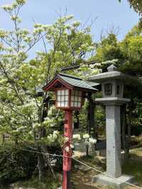 【福岡観光】なんじゃもんじゃの花が咲き乱れる神社