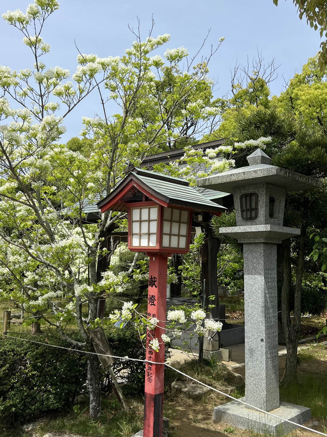 【福岡観光】なんじゃもんじゃの花が咲き乱れる神社