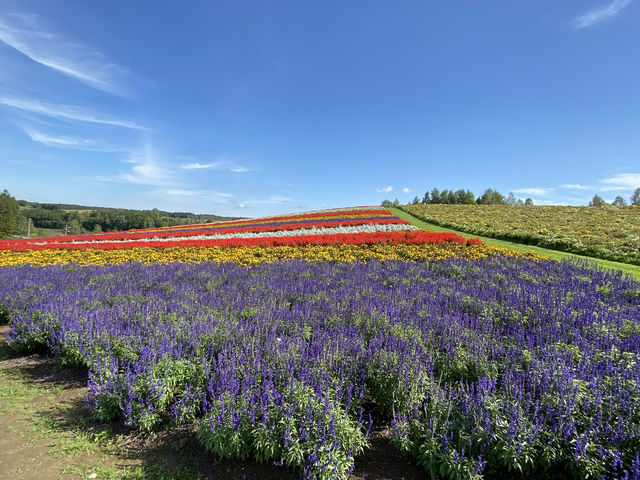 【北海道】これからオンシーズン！北海道の花畑