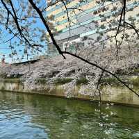 【絶景お花見スポット】目黒川の桜並木