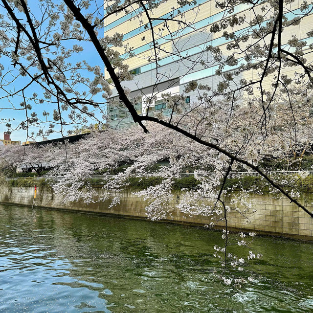 【絶景お花見スポット】目黒川の桜並木