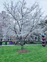 Cherry Blossom @ Jiang'an Sculpture Park