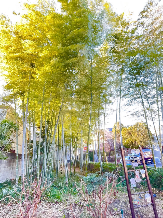 【上宮大澤神社/東京都】美しい竹林が見られる